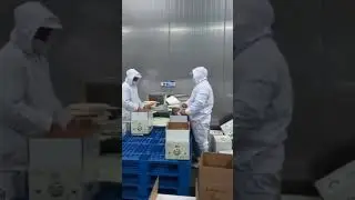 New Crop Peeled Garlic China Peeled Garlic Supplier Fresh Peeled Garlic Cloves Vacuum