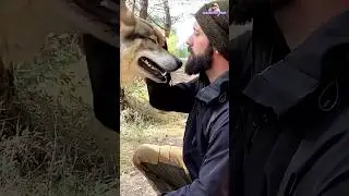The Wild Connection: Man and Wolf Face Off! #shorts