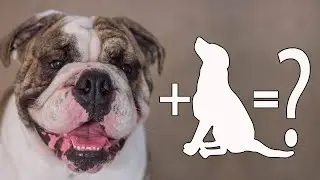 10 уникальных помесей английских бульдогов