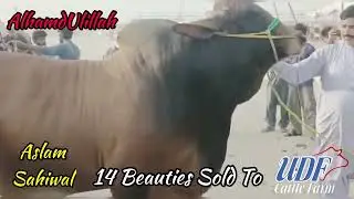 Season 2024 New Entries UDF Cattle Farm