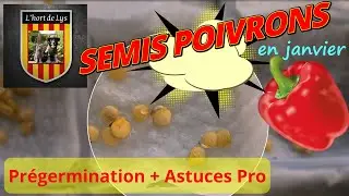 Démarrer Poivrons en Janvier au Chaud (Astuces)🌱