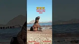 komodo dragon walking on the beach