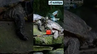 Red-Eared Slider Essentials: Diet, Habitat, and Care #redearedslider #redearsliderturtle #turtle