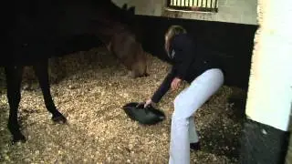 Myth: Oats are bad for your horse.