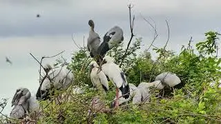 Documentary Of Unlock The Mystery Avian Sanctuary's Tree Visitors EP190