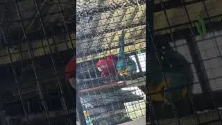 Scarlet Macaw MATING