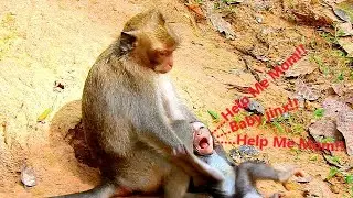 OMG! WHY BABY MONKEY JINX TERRIFIED ? BABY JINX CRY FOR MOM HELP, BEST ACTION AND BEAUTIFUL MONKEY.