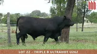 Lot 22 - Triple B Ultrahot U262