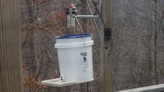 Automatic Electric Bird Feeder - Large Capacity