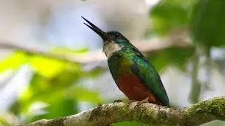 Green Tailed Jacamar (Galbula galbula) Male. In&iacute;rida, Colombia.