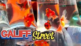 Galiff Street / Goldfish price Galiff Street | Fishing |   Recent aquarium fish price