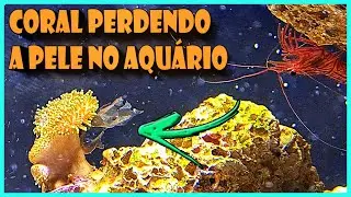 CORAL PERDENDO A PELE NO AQUÁRIO MARINHO NANO REEF