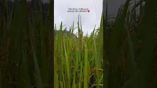 Dashain Vibes❤#dashain #village#gorkha  #shorts