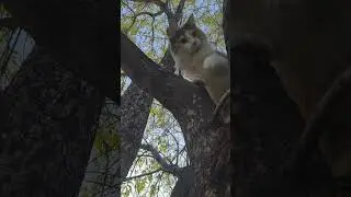 Trying to coax Caramel out of her tree! (not much success!)