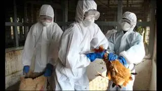 Patrice O'Neal on the Bird Flu (2005)