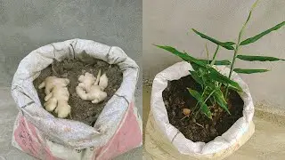 Growing Ginger in a Cement Bag - the fastest way to make tubers Growing ginger