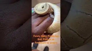 Feisty baby PinStripe #ballpython at PetSmart so pretty