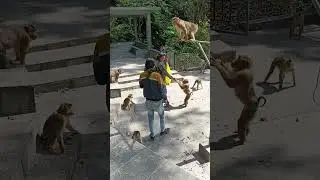 Rame monyet nya #monkey #pecintasatwa #wisataalam