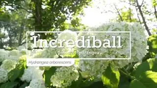30 Seconds with Incrediball&reg; Smooth Hydrangea
