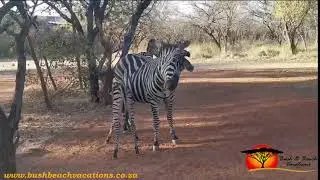 New Born Zebra Foal at Bosbok Chalets - Marloth Park