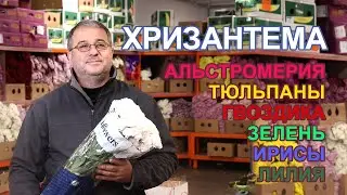 Отдел Хризантемы в компании Golden Flowers