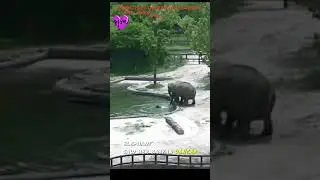 The mother elephant saves her baby from Danger #elephantrescue #elephant #animals #babyelephant