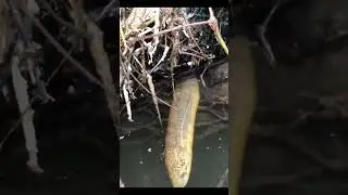 the eel comes out of the nest #bigeel #eelcatch #short