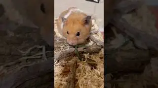 Sniff Sniff! Cute Hamster Explores 🐹👃