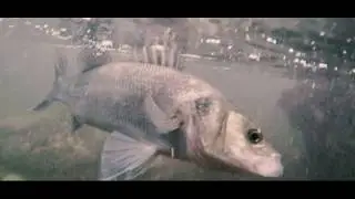European SEA BASS FISHING in MOROCCO Vlogs - Trailer