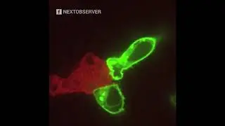 SC- Tu cuerpo te defiende, defi&eacute;ndelo t&uacute; con 4Lifetransferfactor- 4Life Research
