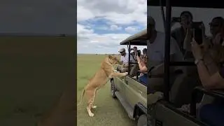 Lion Jumps on Car &ndash; Shocking Moment #animallife #thaikinganimal #shorts
