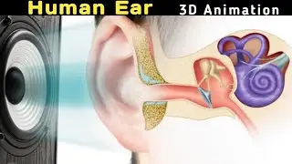 Watch This Incredible Animation of a 3D Human Ear in Hindi/Urdu!