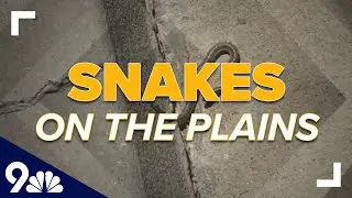 Snakes on the plains: 150+ snakes removed from under couple's home in Elizabeth