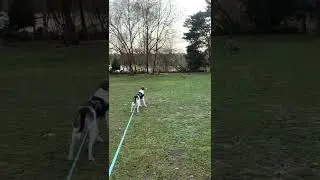 Beagle mix checking out Canada Goose