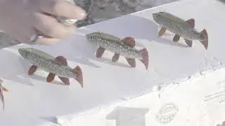 Making Ice Fishing Decoys