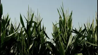 Fine fioritura e sviluppo perfetto a Mais Domani