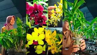 Program 200K dapat 3 plant anggrek dewasa siap bunga; Review harga anggrek @NimasOrchid #7