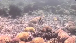 Парахетодон глазчатый (Parachaetodon ocellatus)