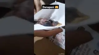 #shorts #viralshort #birdslover #birdseating #birdkids #birdsonyoutube #birdsofprey #birdsvideo