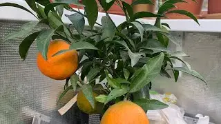 Клементин Orogros в теплице Киевской обл.