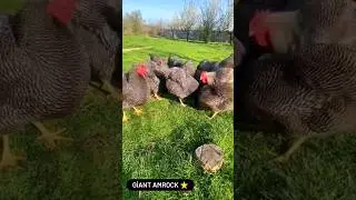 giant amrock chickens ⭐ #poultry #farm #chicken #eggs #animals #hatching