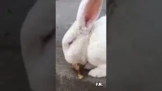I didn't know Rabbit Loves eating Meat! #rabbit #love #bunny #pets #animals