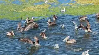 Birds of Coyote Hills 2023 Compilation