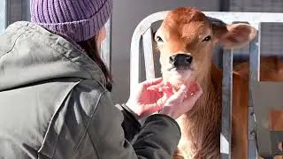 How technology works at  Providence Farmstead's Dairy Operation