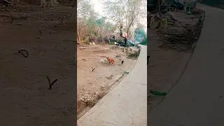 🐕dog video😘 sorts #cutedog #viralvideo #shortvideo #song #lovedogs #video #sorts