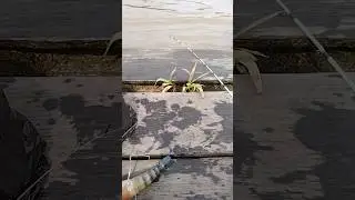 Mancing Udang Galah#mancingmania #shorts #shortvideo #mancingudang