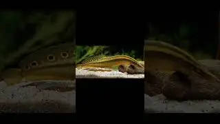 5000 B.C.E SPINY EEL FISH||OLD ANIMALS SPINY EEL FISH #shortvideo #5000bce