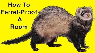 How to Ferret-Proof a Room (DIY)
