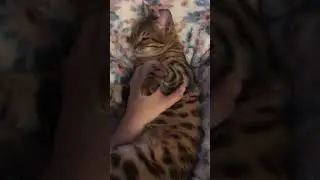 Bengal Chest rub