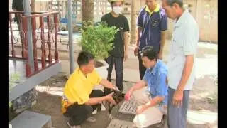 FAO and H5N1 - Bird Flu in Indonesia and Vietnam